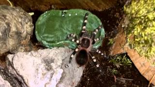 A geniculata care and feeding video Brazilian Giant White Knee [upl. by Reidid995]