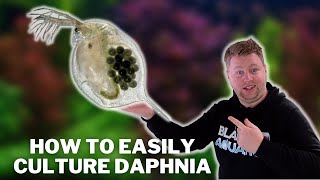 Great Live Fish Food  How to Easily Culture Daphnia  Water Fleas and What to Avoid [upl. by Latsirhc]