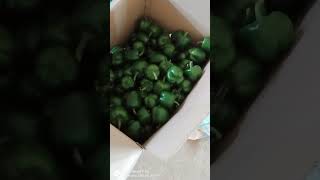 Yuksel seeds variety Abraham f1 Green Harvesting nyc fruit structure quality [upl. by Rabelais]