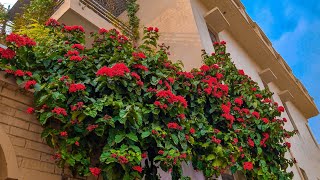 Clerodendrum Splendens  Flaming Glory bower Vine View In Full Bloom GARDENWHISPERS [upl. by Dolley]