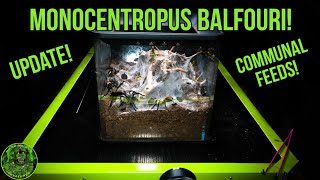 Monocentropus Balfouri Communal feed [upl. by Gard]