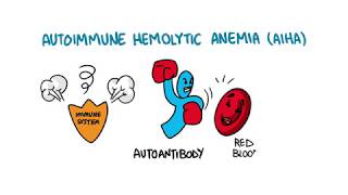 Autoimmune Hemolytic Anemia [upl. by Ellehcir]