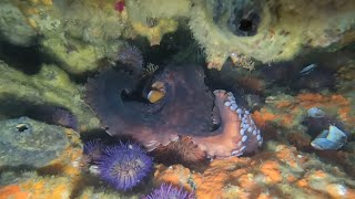 Snorkeling at Gerickes Point  Octopus Rivalry [upl. by Obediah]