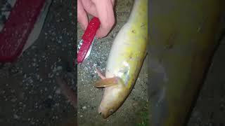 Жирный налим рыбалка спиннинг carp fishing fish донка troutfishing spinfishing [upl. by Ullyot]