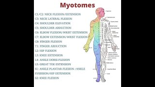 Myotomes mnemonics  Myotomes in easy way MSKphysicaltherapy [upl. by Abebi]