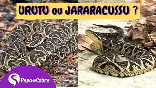 Urutu Cruzeiro X Jararacuçu como distinguir   Papo de Cobra [upl. by Lavro]