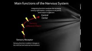 The Physiology of Receptors A Video [upl. by Dniren163]