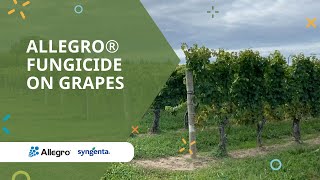 Allegro fungicide on grapes [upl. by Mullac360]