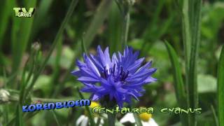 korenbloem  centaurea cyanus  cornflower [upl. by Way]