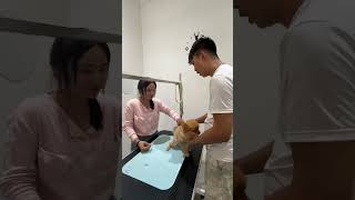 Antiparasite injection animalowner pets dogowner dog petowner antiparasitos buddypet fyp [upl. by Ras434]