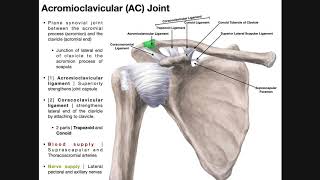 The Acromioclavicular AC Joint  Anatomy and Function [upl. by Adaline]