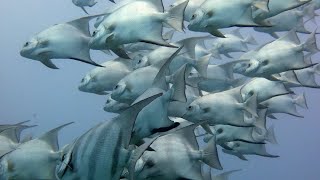 THE Aquarium bottom of the Ocean Africa in Hindi  ANIMAL Planet  WILD Life Hindi Documentary HD [upl. by Lunt]