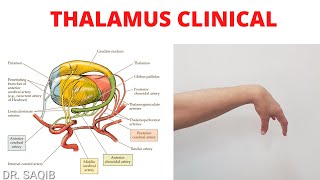 Thalamus Clinicals  Blood Supply of Thalamus  WernickeKorsakoff Syndrome  Thalamic Hand [upl. by Montford659]