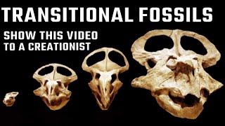 Evidence for Evolution Examples of Transitional Fossils [upl. by Barden]