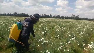 Managing PYRETHRUM FOR PROFITS [upl. by Bach556]