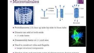 030Tubulin amp Microtubules [upl. by Anibor]