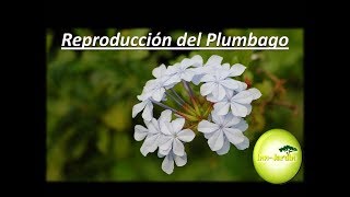 Como reproducir PLUMBAGOSCuidados del Plumbago CELESTINA JAZMIN DE CIELO [upl. by Indys863]