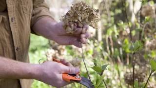 When is the best time to prune hydrangea [upl. by Materse]