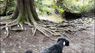 Harley the bordoodle hiking in an early spring afternoon🥾🐕‍🦺🌲 [upl. by Zeitler]