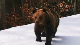 Orso insegue sciatore in pista a Cocoșul Predeal Romania [upl. by Laina]