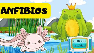 Los ANFIBIOS para niños 🐸🐸🐸 Vídeos Educativos para Niños 😊😊😊 [upl. by Nothgierc176]