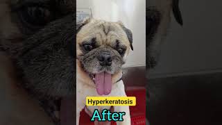 The hyperkeratosis on his nosefinally removed visit the dog spa bilaspur shorts short viral [upl. by Brynne]