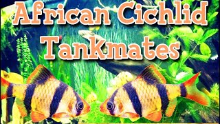 Tiger Barbs with Cichlids  African Cichlid tankmates  Keeping Mbuna Tips [upl. by Flavia647]