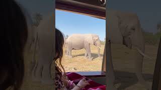 This is why we came back to Kenya  Elephant Gorge Camp amp Amboseli [upl. by Beniamino]