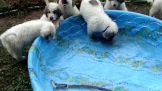 Great Pyrenees puppies in swimming pool [upl. by Gitel]