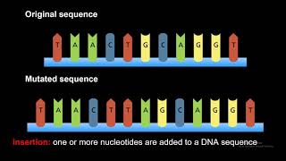 DNA Gene Mutations Frameshift Point Insertion Deletion and Substitution [upl. by Enrica475]