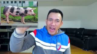 How to Start a Piggery Business Philippines in 2024 [upl. by Helfant]