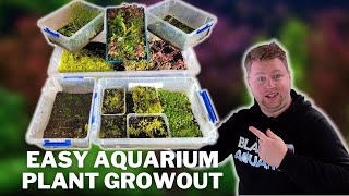 Save Your Aquatic Plant Trimmings Grow Them Emersed Easy Aquatic Plant Growout System [upl. by Haidej]