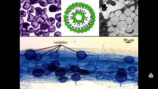 Cell Organelles Part 2 Rough amp Smooth ER Vesicle Vacuoles and Cytoskeleton [upl. by Eira671]