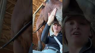 horse show vibes horse equestrian horsegirl barnvlog [upl. by Nwahsav]