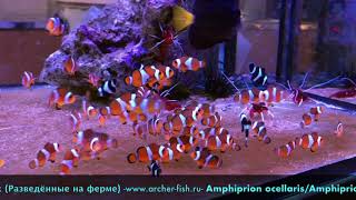 Amphiprion ocellarisAmphiprion percula Black Bred [upl. by Annodas]