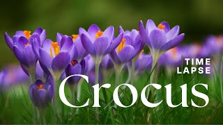 Timelapse Crocus Flowers Blooming [upl. by Lorusso244]