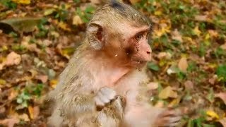 So much pity orphaned Patty monkey hit by monkey poor baby monkey Patty beaten by monkey [upl. by Nivets]