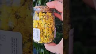 Helichrysum Information and Benefits herbs gardening helichrysum herbalist [upl. by Aggappora940]