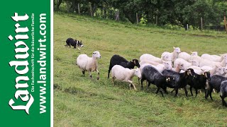 Hütehunde im Praxiseinsatz  landwirtcom [upl. by Hartman]