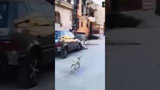 Cheeky Dog clown comedy funny idiots entertainment humor dog road [upl. by Magdalen]