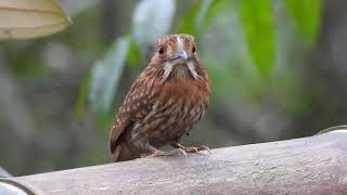 Whitewhiskered Puffbird Malacoptila panamensis [upl. by Lau228]