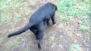 Video Your Dogs Normal Gait for Help in Injury Detection [upl. by Aube]