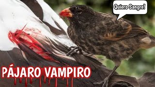 El PAJARO VAMPIRO 🦇🐦🧛‍♂️ ¡Se Alimenta de SANGRE [upl. by Retrop]