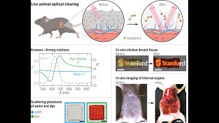 Lightabsorbing dye turns live mouse transparent [upl. by Haze]