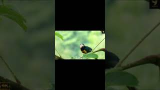 Fiery billed aracari Bird Sound Toucan Natural Original Sound 4K UHD shorts toucan [upl. by Guyer]