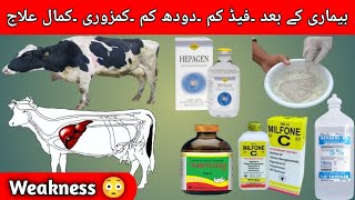 how to treat weakness indigestion milk fever in dairy cattle use of milfon c amivicom hepagen [upl. by Alitha]