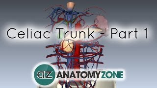 Celiac ArteryTrunk  Part 1  Anatomy Tutorial [upl. by Tillion90]