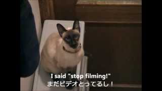 Noisy loud siamese cat Sean うるさい鳴き声のシャム猫ショーン [upl. by Iahc]