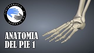 Anatomia del pie humano huesos funciones y fracturas mas frecuentes [upl. by Daveta936]