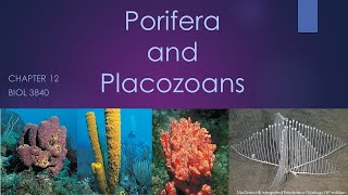 3840Chapter 12 Porifera and Placozoa [upl. by Lesser]